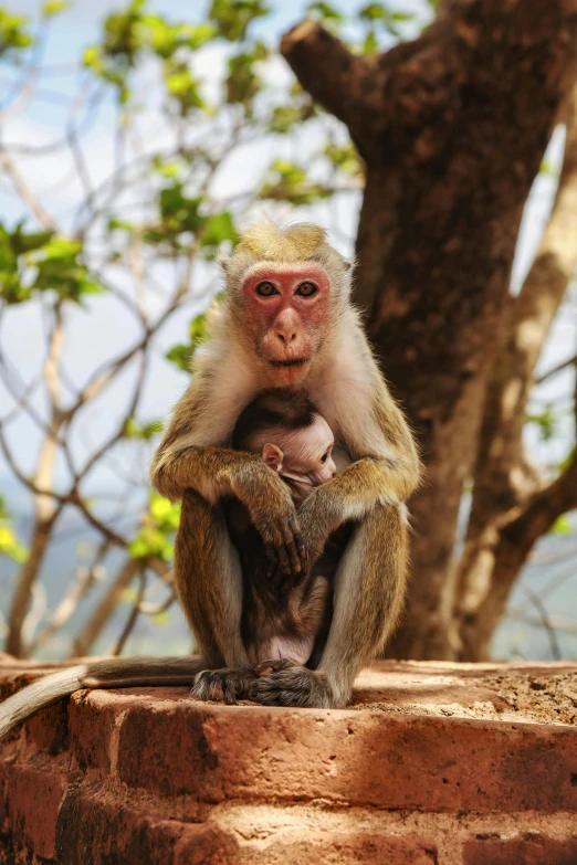 a monkey sitting on top of a brick wall, motherly, in a jungle, slide show, caring fatherly wide forehead