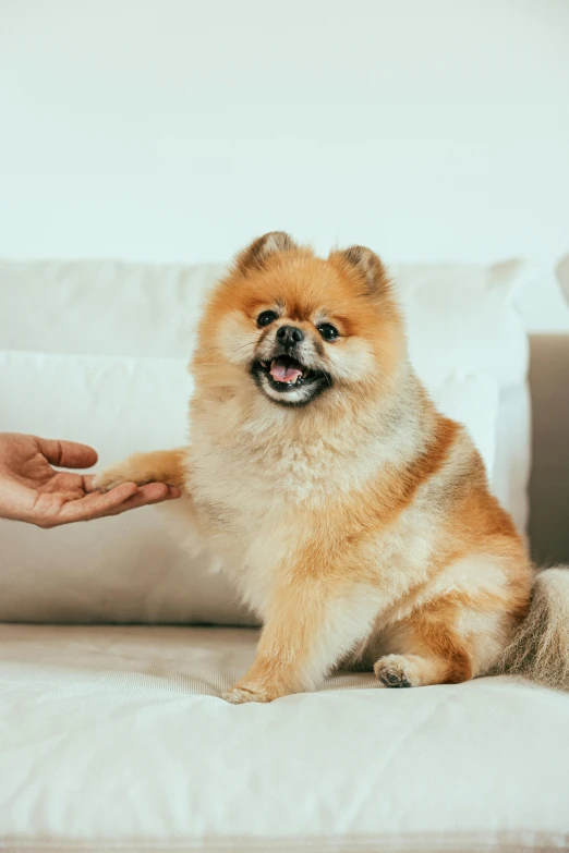 a person petting a small dog on a couch, trending on pexels, pomeranian mix, waving hands, an obese, a handsome