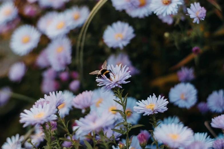 a bee sitting on top of a purple flower, lying on a bed of daisies, unsplash photography, chrysanthemum eos-1d, blue