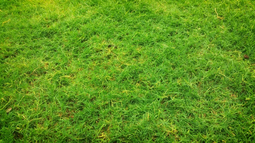 a patch of green grass in the middle of a field, a picture, by David Burton-Richardson, hurufiyya, grass texture, its name is greeny, bright colour, evergreen