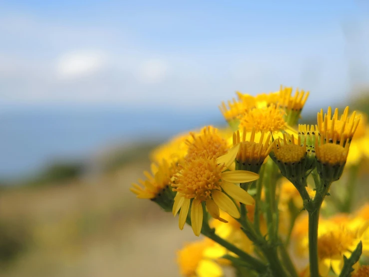 a bunch of yellow flowers with the ocean in the background, by Jessie Algie, unsplash, high cliff, macro focus, thistles, worms eye view