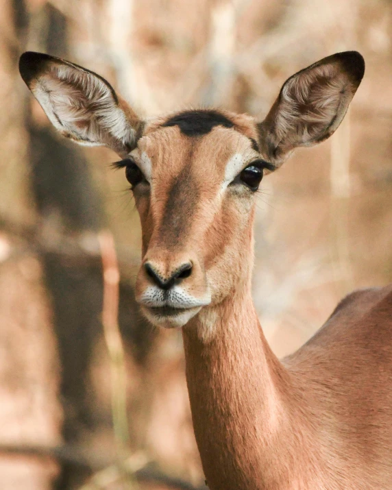 a close up of a deer looking at the camera