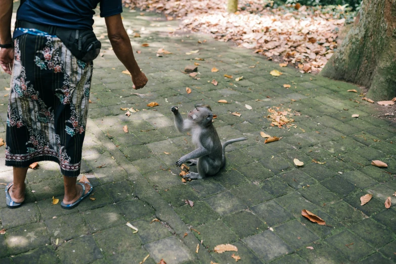 a woman standing next to a monkey on a brick walkway, by Julia Pishtar, pexels contest winner, shaking hands, bali, on his hind legs, subtitles