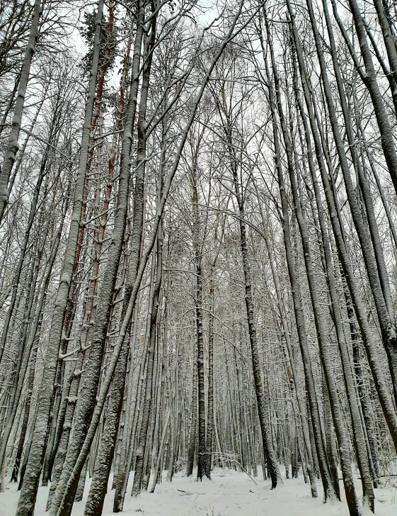 a forest filled with lots of trees covered in snow, by Anna Haifisch, iphone picture, huge tree trunks, ((trees)), photo 8 k