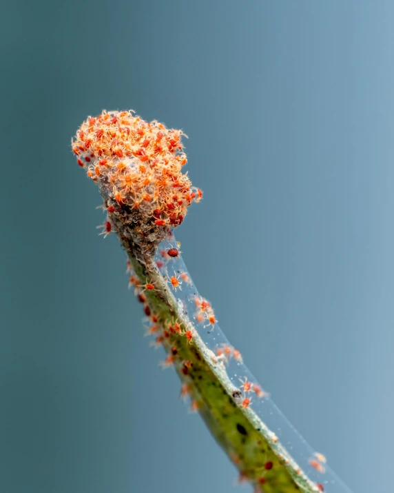 a bug that is sitting on top of a plant, by Slava Raškaj, art photography, high resolution print :1 red, lichen, sprouting, hanging from white web