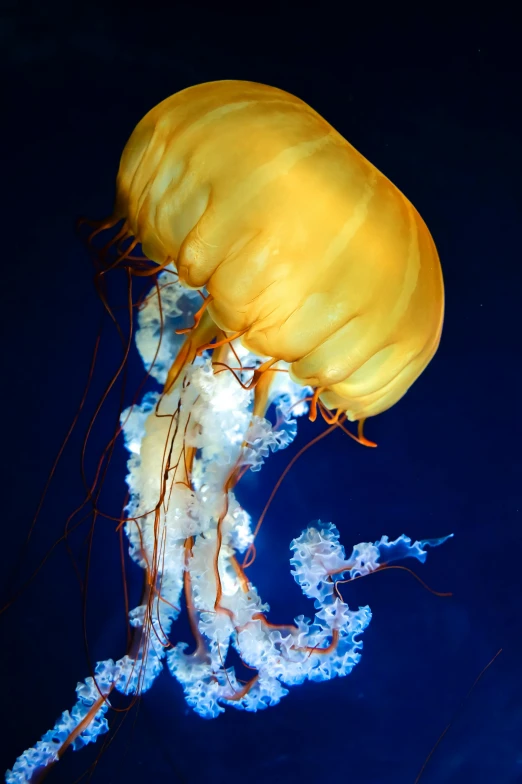 a jellyfish that is floating in the water, yellow lighting from right, doing a majestic pose, dome, brightly lit!