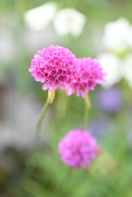a bunch of pink flowers sitting on top of a lush green field, verbena, subtle detailing, full colour, porcelain