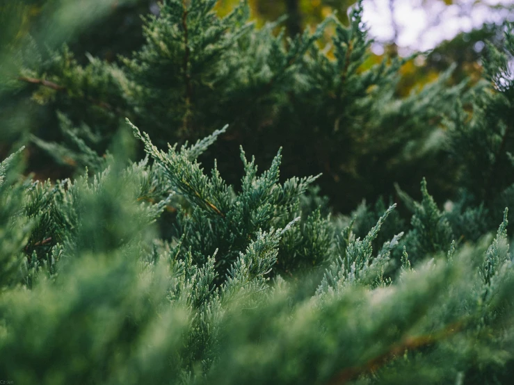a couple of birds sitting on top of a tree, by Carey Morris, unsplash, visual art, lush evergreen forest, shallow depth of focus, zoomed out to show entire image, bushes