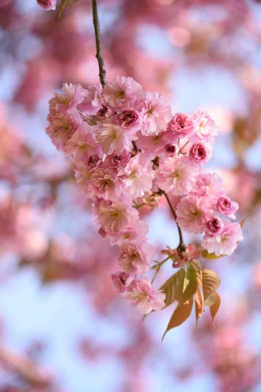 a bunch of pink flowers hanging from a tree, no cropping, up close, sakura kinomoto, loosely cropped