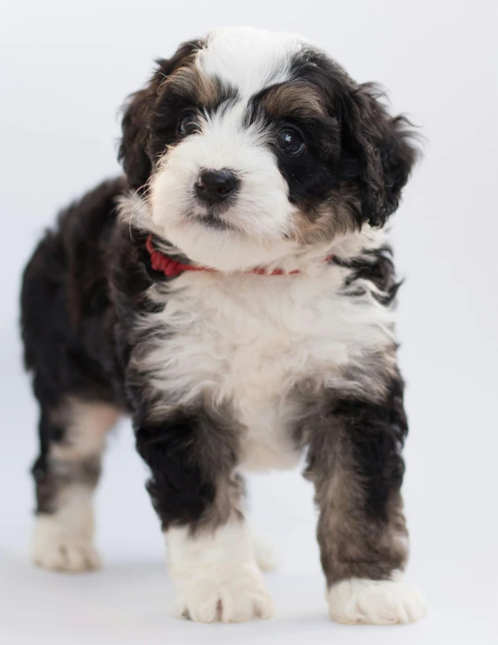a small black and white puppy standing on a white surface, trending on unsplash, renaissance, non binary model, curly, black and white and red, fluffy''