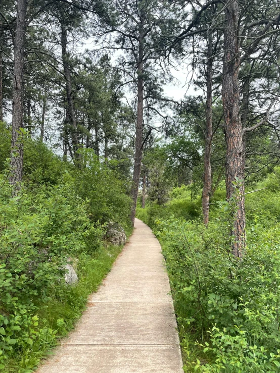 a wooden path in the middle of a forest, by Kristin Nelson, hiking in rocky mountain, low quality photo, photo on iphone, an overgrown