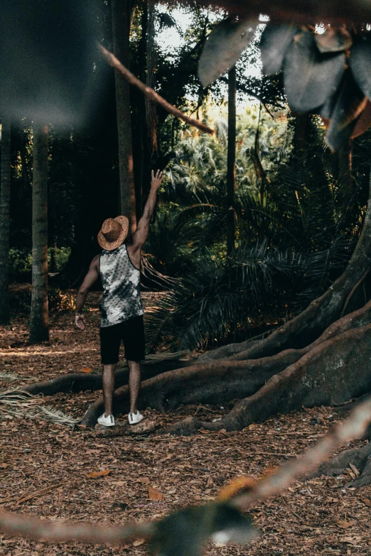 a person throwing a frisbee in a wooded area, unsplash contest winner, cabbage trees, baggy clothing and hat, tree roots, looking upwards