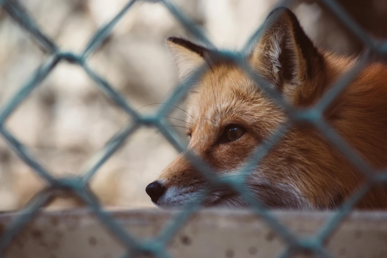 a close up of a fox behind a chain link fence, trending on pexels, synthetic fur, looking out a window, resting, fox scientist