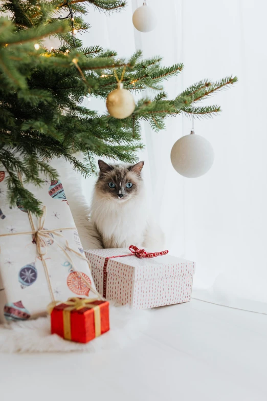 a cat sitting under a christmas tree next to presents, a portrait, shutterstock, square, aesthetic siamese cat, white, gif