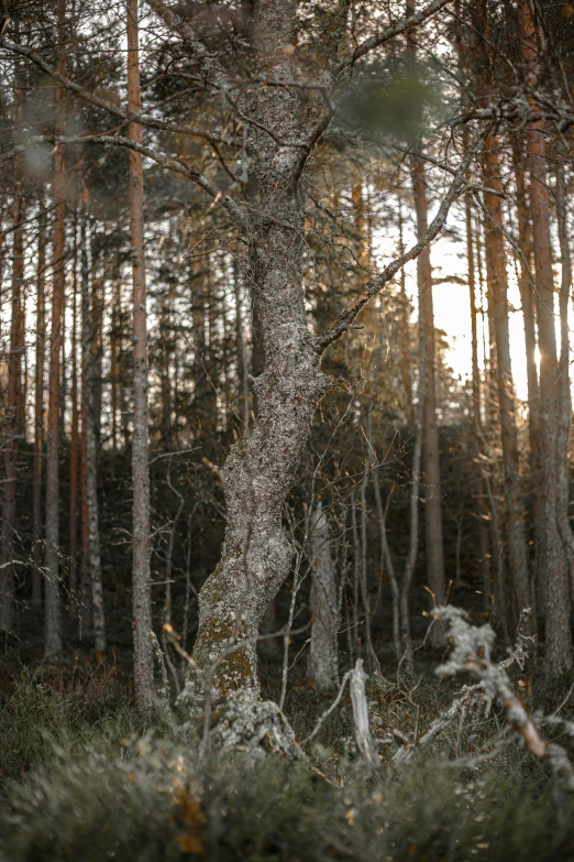 a red fire hydrant sitting in the middle of a forest, by Jesper Knudsen, unsplash, panorama shot, sundown, an old twisted tree, birch