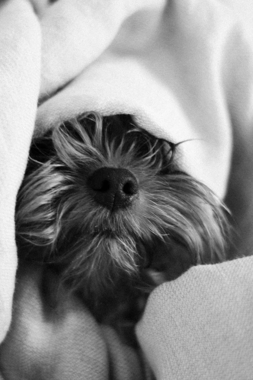 a black and white photo of a dog wrapped in a blanket, a black and white photo, flickr, happening, tiny cute nose, :: morning, shaggy, beautiful morning