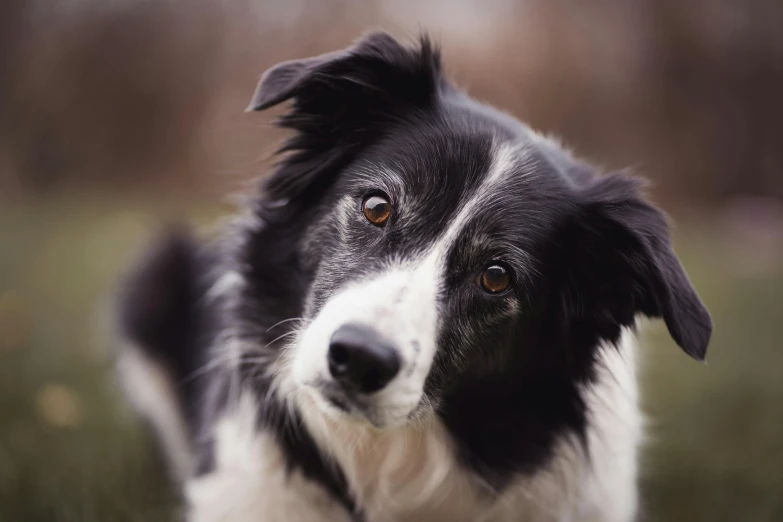 a black and white dog standing on top of a lush green field, pexels contest winner, photorealism, close - up face, border collie, a handsome, closeup of an adorable