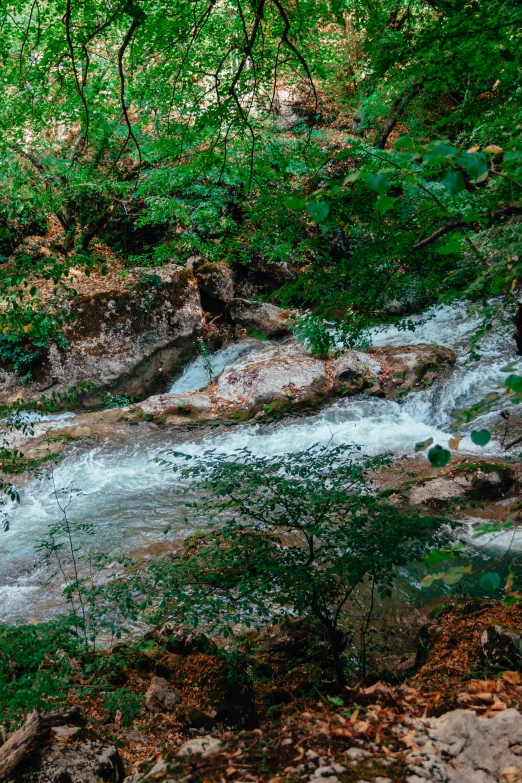 a stream running through a lush green forest, inspired by Elsa Bleda, unsplash, renaissance, erosion channels river, several waterfalls, panoramic, dry
