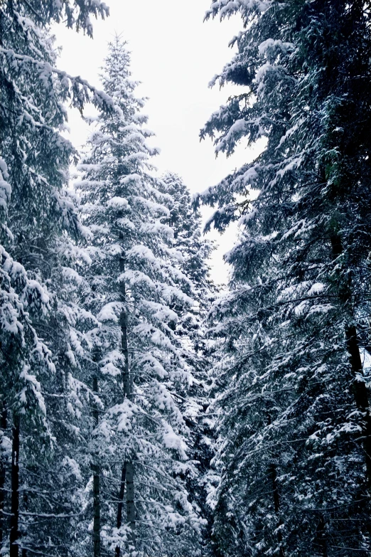 a forest filled with lots of trees covered in snow, an album cover, inspired by Thomas Struth, unsplash, renaissance, whistler, quebec, pictured from the shoulders up, in 2 0 0 2