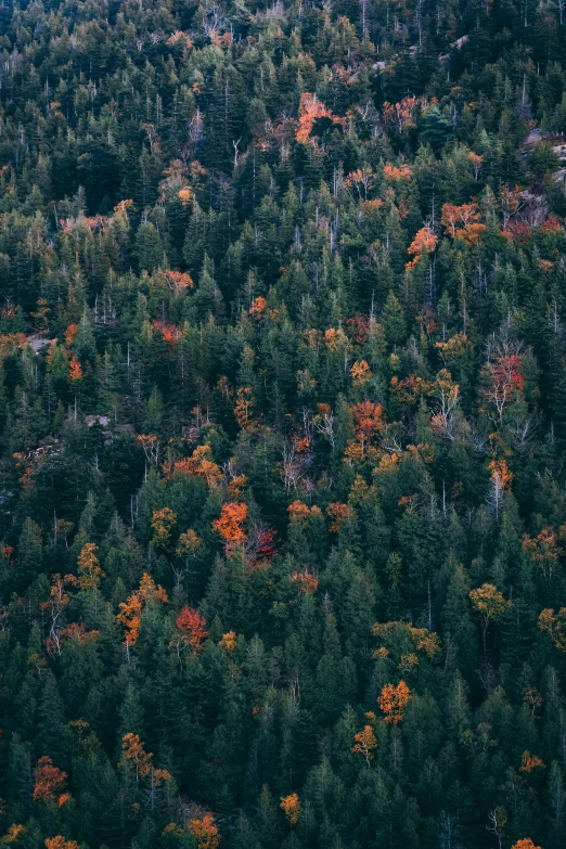 a forest filled with lots of green trees, unsplash contest winner, color field, gray and orange colours, 2 5 6 x 2 5 6 pixels, new hampshire mountain, ((trees))