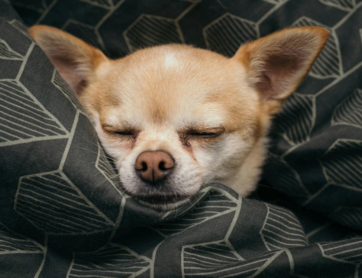 a small dog is sleeping on a blanket, trending on pexels, grimacing, australian, half - closed eyes, professional photo