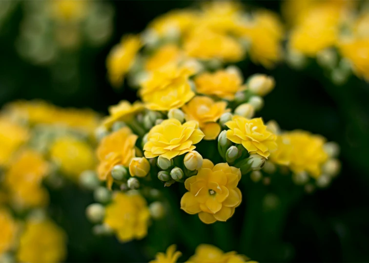 a close up of a bunch of yellow flowers, verbena, subtle detailing, highly polished, best selling