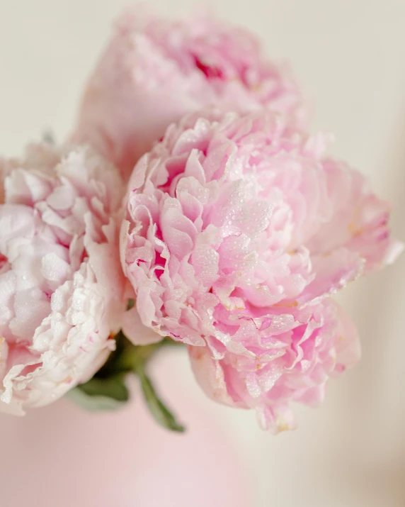 two pink peonies in a pink vase, by Ruth Simpson, trending on unsplash, close - up on detailed, soft skin, high quality photo, dewy skin