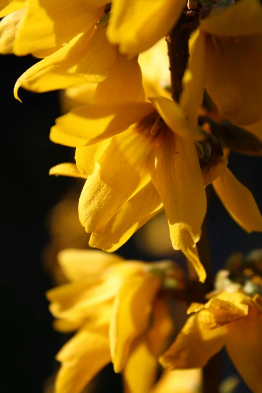 a close up of a bunch of yellow flowers, by David Simpson, backlit glow, gnarly details soft light, hanging, soft light - n 9