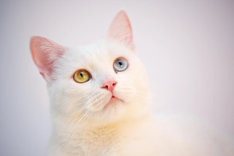 a close up of a white cat with blue eyes, an album cover, by Julia Pishtar, trending on unsplash, in pastel colors, albino dwarf, multicolored, getty images