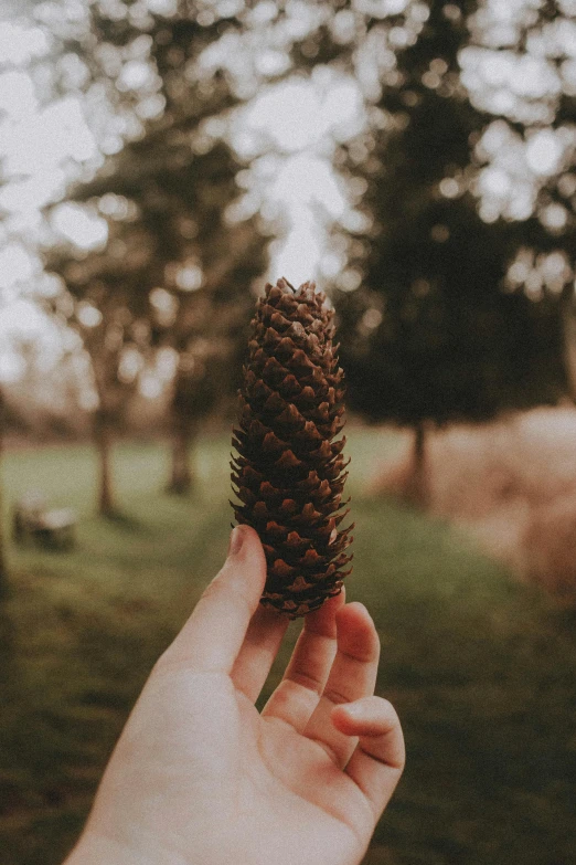 a person holding a pine cone in their hand, an album cover, pexels contest winner, mystical kew gardens, cone shaped, really long, single pine