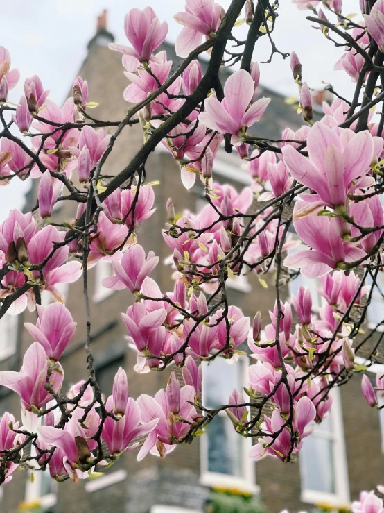 a tree with pink flowers in front of a building