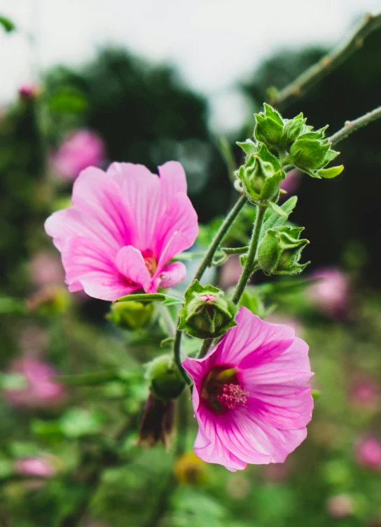 a close up of a pink flower in a field, a portrait, unsplash, hibiscus flowers, rich vines and verdant flowers, instagram photo, university