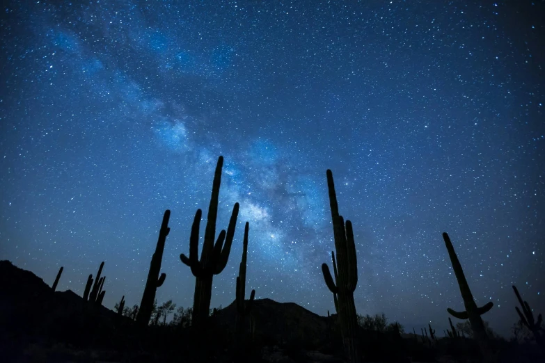 a night sky with many cacti in the foreground, by David Michie, pexels contest winner, space art, background image, the milk way, arizona, iso 1 0 0 wide view