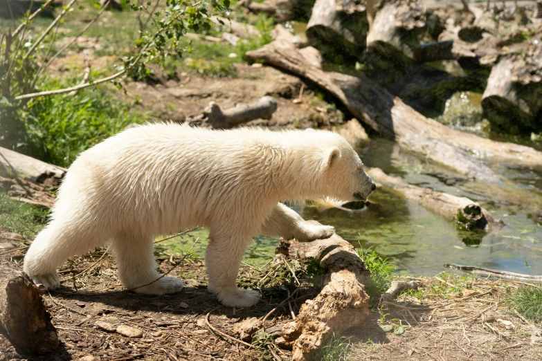 a white bear standing next to a body of water, in the sun, biodome, manuka, thumbnail