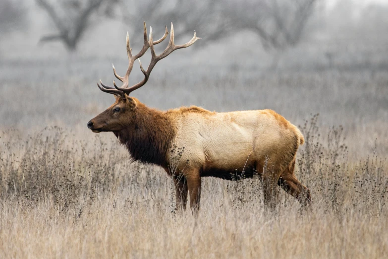 a large elk standing on top of a dry grass covered field, unsplash contest winner, renaissance, very buff, elegant minimalism, 🦩🪐🐞👩🏻🦳, taken in the late 2010s