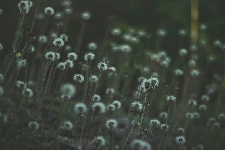 a field filled with lots of white flowers, an album cover, unsplash, tonalism, dark green tones, dandelion, muted cold colors, fairy circle