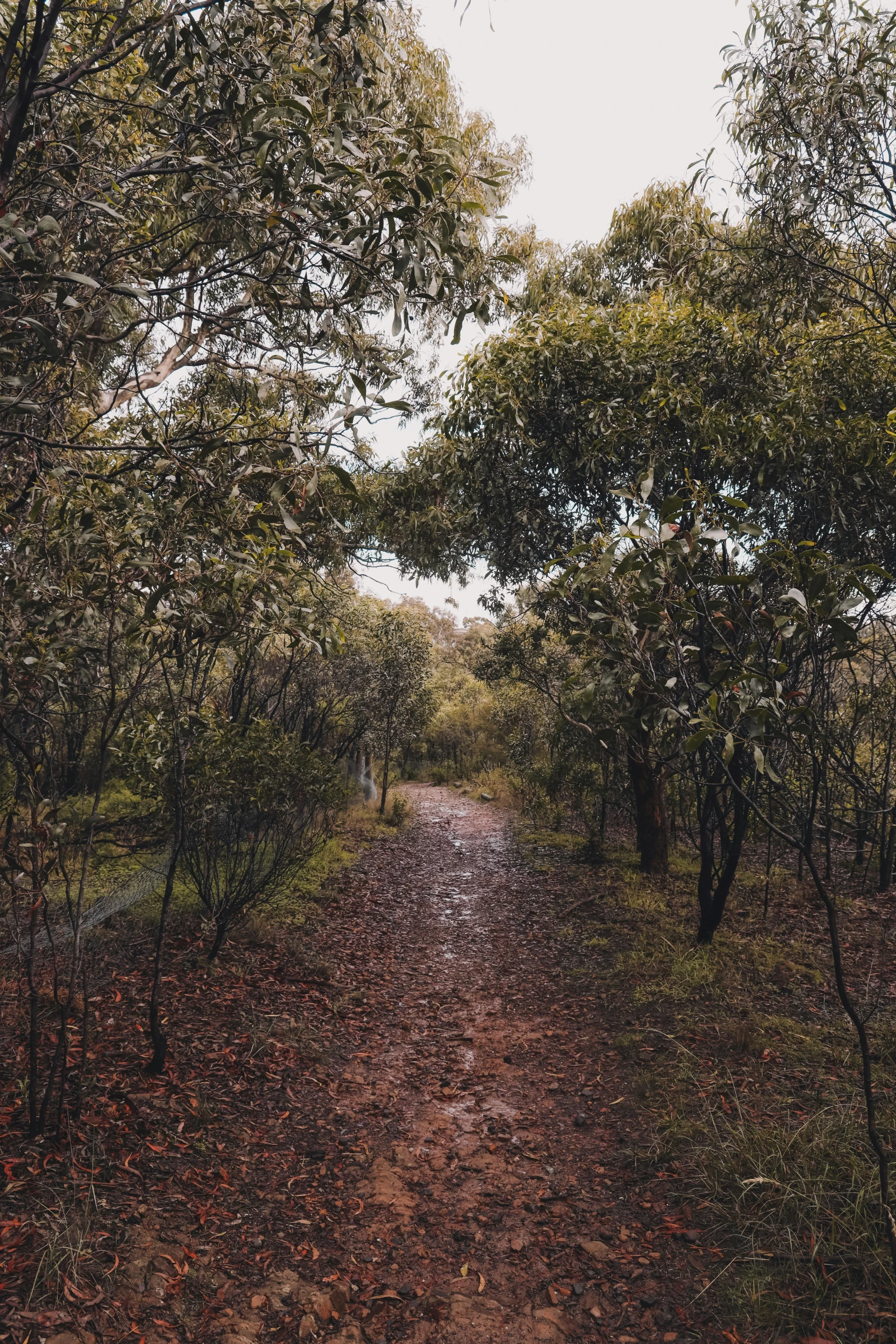 a dirt road surrounded by trees and leaves, unsplash, australian tonalism, panoramic, multiple stories, hiking trail, contain