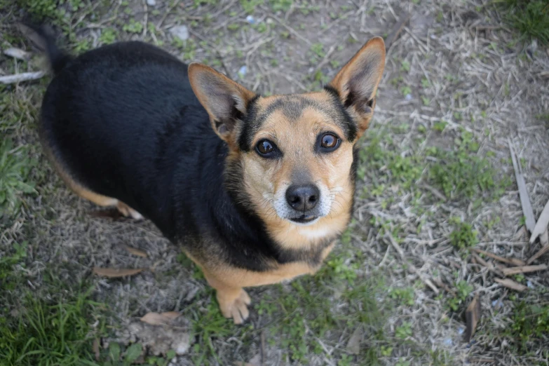 a brown and black dog standing on top of a grass covered field, a portrait, unsplash, high angle close up shot, she is about 1 6 years old, low quality photo, small ears