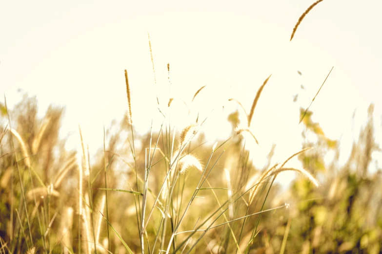 tall grass blowing in the wind on a sunny day, an album cover, unsplash, minimalism, gold dappled light, harvest, white, vintage color