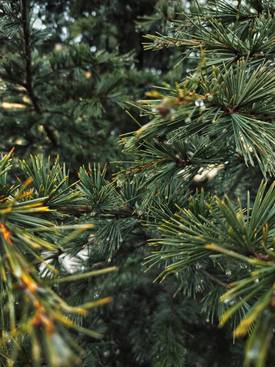 a close up of a pine tree with cones on it, by Adam Marczyński, unsplash, taken on iphone 14 pro, low quality photo, panels, ilustration