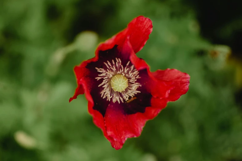 a red flower sitting on top of a lush green field, anemones, striking colour, a high angle shot, medium-shot