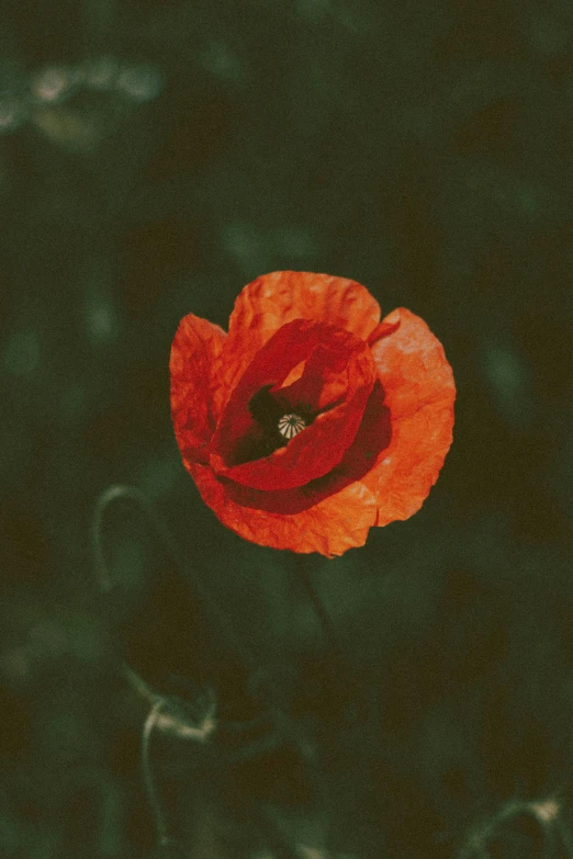 a red flower sitting on top of a lush green field, an album cover, inspired by Elsa Bleda, pexels contest winner, renaissance, world war one, poppy, olive, dark