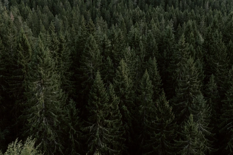 a forest filled with lots of tall green trees, unsplash contest winner, dark pine trees, view(full body + zoomed out), ((trees)), sustainable materials