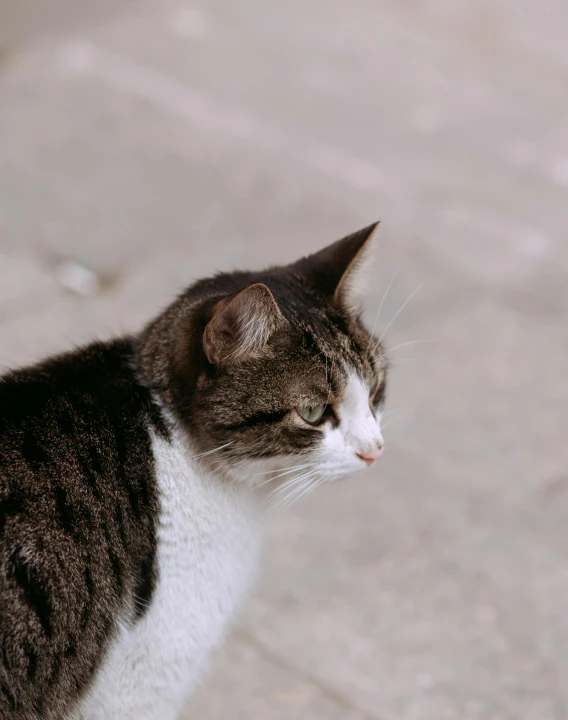 a close up of a cat on a sidewalk, a picture, trending on pexels, trimmed with a white stripe, on a pale background, non-binary, square nose