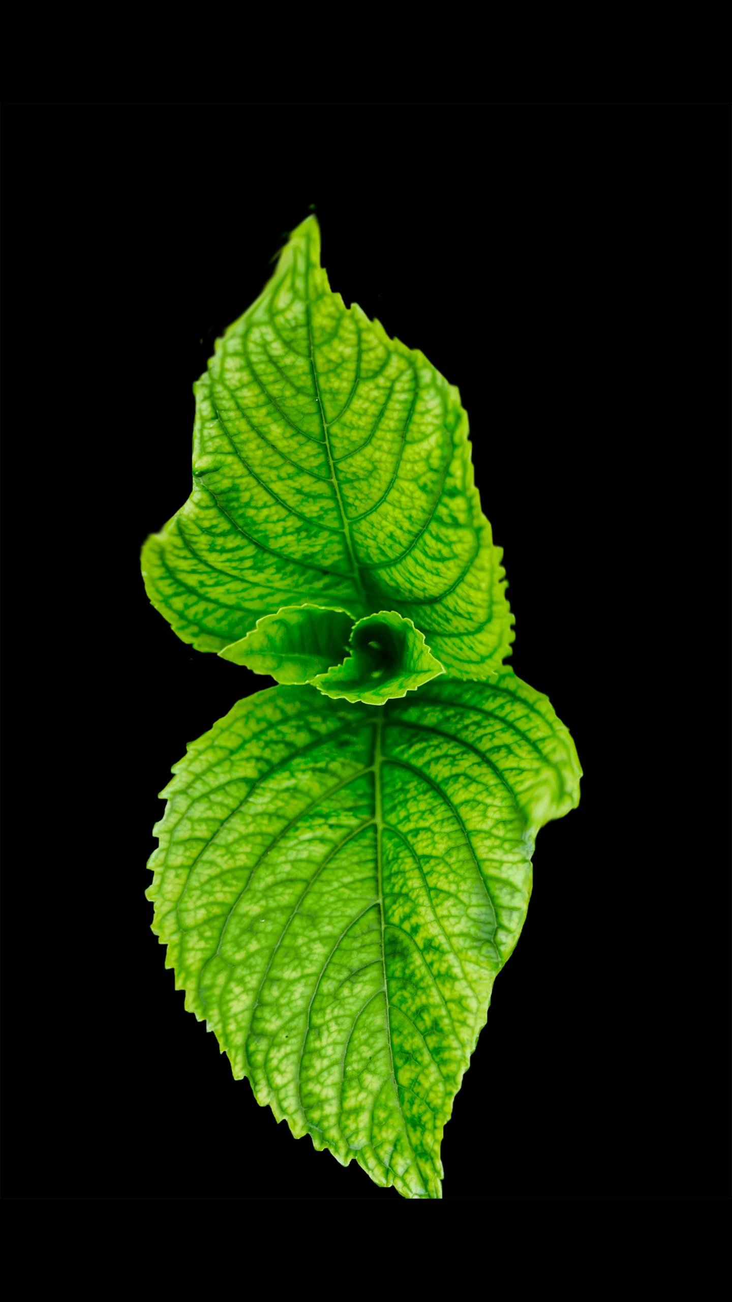 a green leaf on a black background, peppermint motif, a high angle shot, all growing inside an enormous, stockphoto