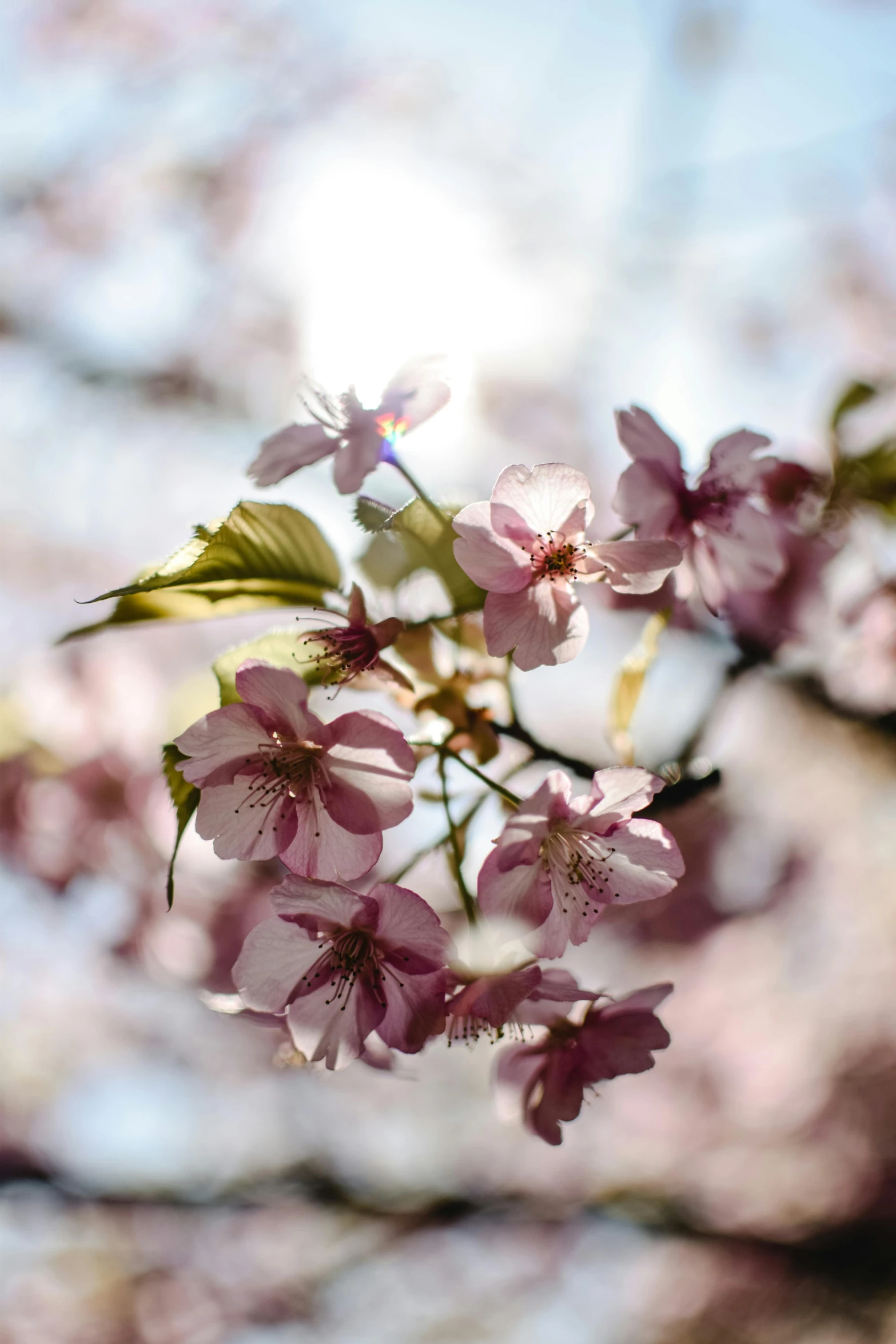 a close up of some pink flowers on a tree, by Niko Henrichon, unsplash, paul barson, strong sunlight, cherry, no cropping