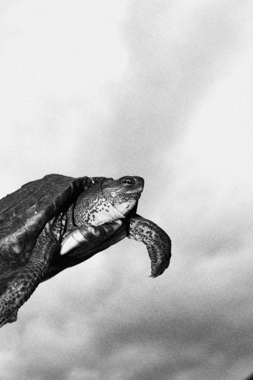 a black and white photo of a sea turtle, by Nathan Oliveira, looking up into the sky, grey sky, looking happy, frida castelli