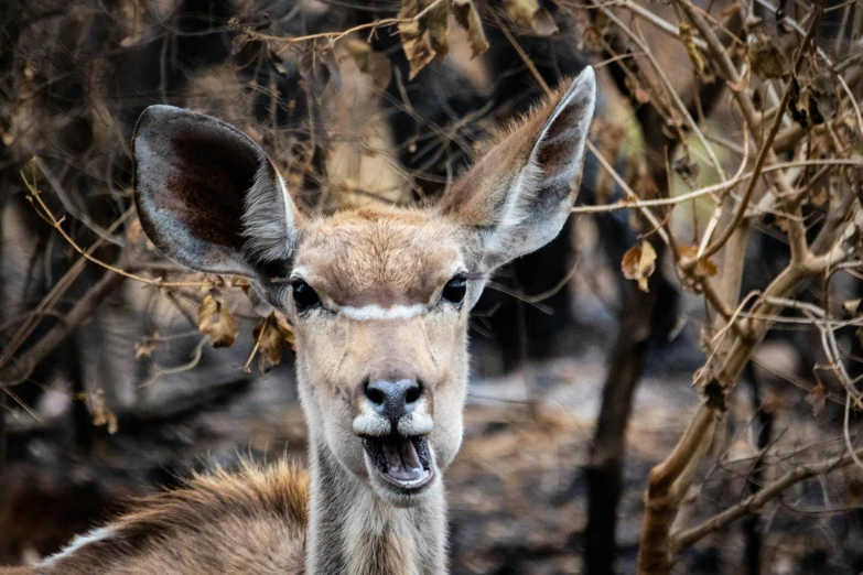 a close up of a deer in a wooded area, by Daniel Lieske, pexels contest winner, firenado, grimacing, samburu, bushfire