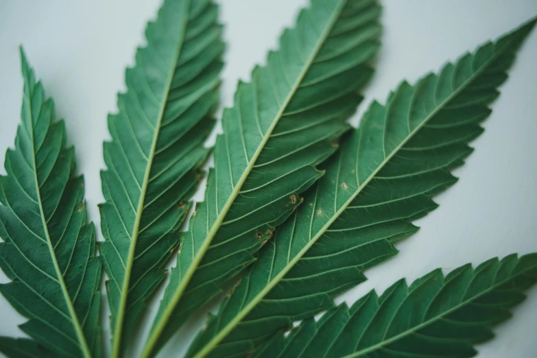 a close up of a green leaf on a white surface, trending on pexels, hurufiyya, 4 cannabis pots, sweet acacia trees, cannabis - sativa - field, thumbnail