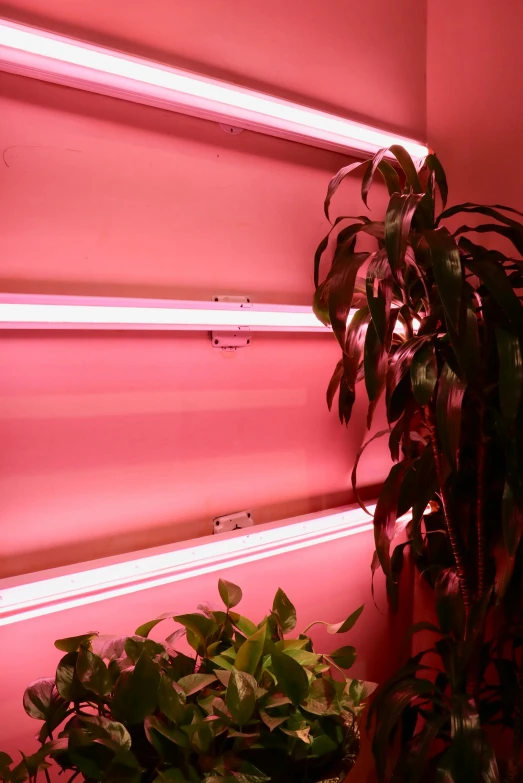 a plant sitting on top of a shelf next to a potted plant, light and space, pink neon lights, ramps, brightly lit pink room, lit from below with red lighting